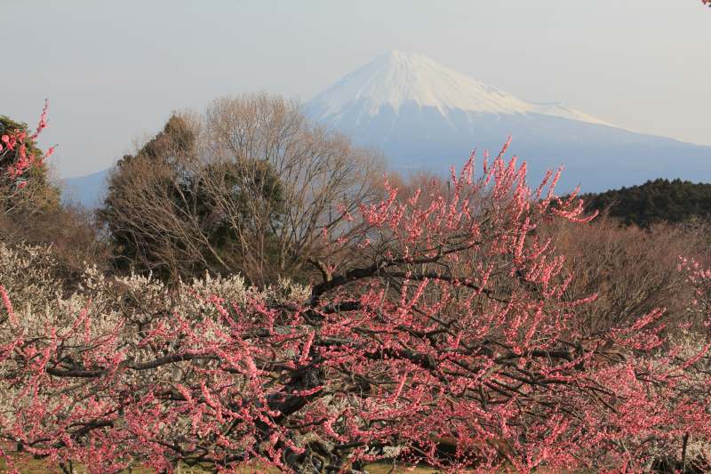 岩本山の梅_a0188405_19431285.jpg