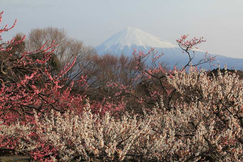 岩本山の梅_a0188405_19432738.jpg