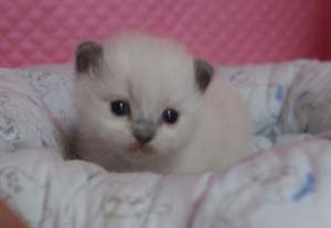ラグドールの赤ちゃん家族募集 2月生まれポーラちゃん子_e0033609_14294.jpg