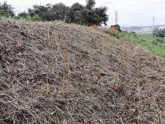 今年の滝川 川普請(かわぶしん)の目標 「ヒガンバナの里親づくり」_f0141310_6342621.jpg