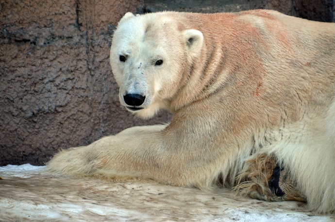 札幌・円山動物園でデナリとララの同居開始　～　雌2頭の相手をする雄の難しさ_a0151913_36123.jpg