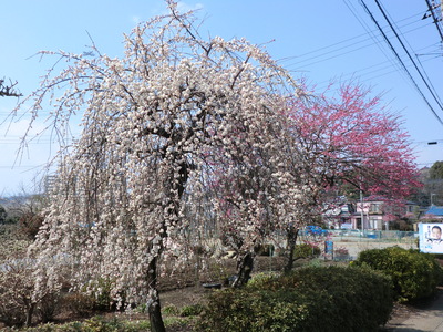 目久尻川の河津桜が咲いたよ！_d0252115_8555593.jpg