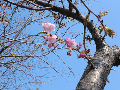 目久尻川の河津桜が咲いたよ！_d0252115_8574276.jpg