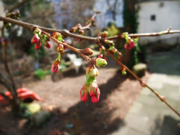 桜の色 ドイツでお茶です 桜の色 ドイツでお茶です