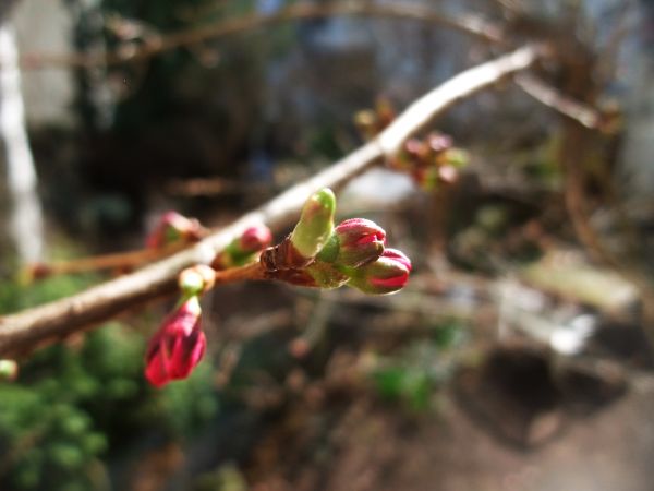 桜の色 ドイツでお茶です 桜の色 ドイツでお茶です