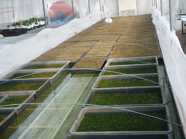 トルコキキョウ発芽です。_a0256619_22215463.jpg