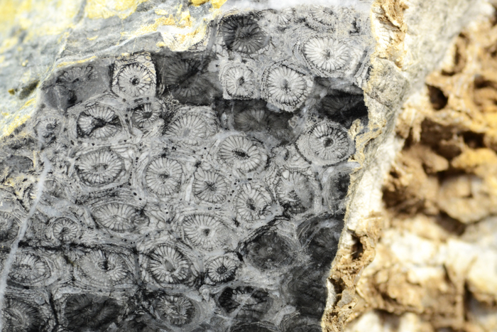 日本の化石 岩手県鬼丸の四放サンゴ/アクチノシアタス