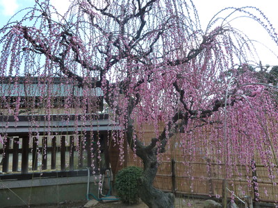 桜の前に梅を見に行こう_c0110236_1254069.jpg