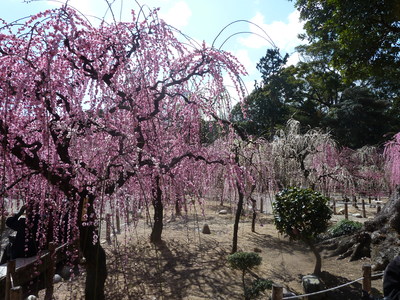 桜の前に梅を見に行こう_c0110236_12551683.jpg