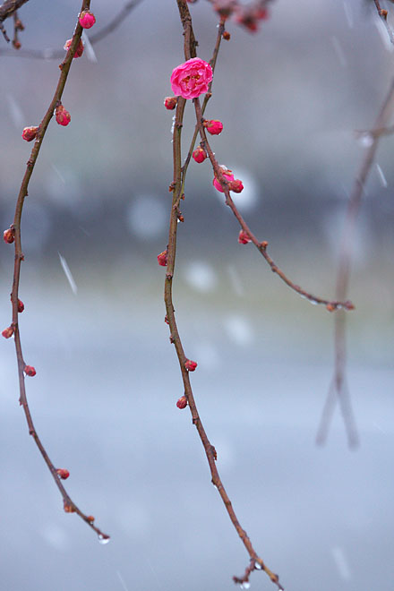 梅　～降雪～_c0067040_20184978.jpg