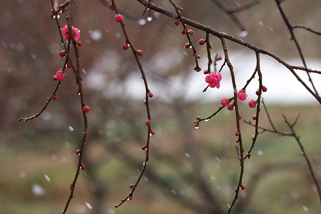 梅　～降雪～_c0067040_2019650.jpg