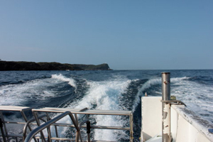 3月15日 梶木撞木鮫_d0113459_7483912.jpg