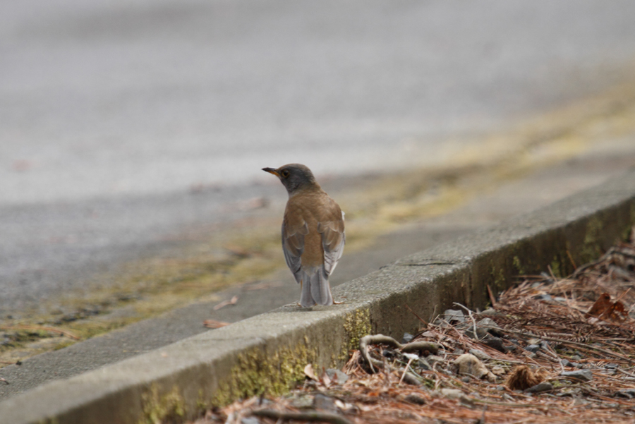 3月に撮った鳥_a0161063_913623.jpg