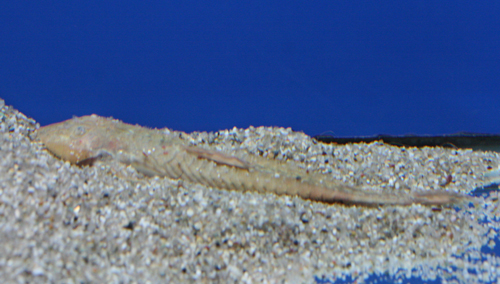 a0162263_2122515.jpg