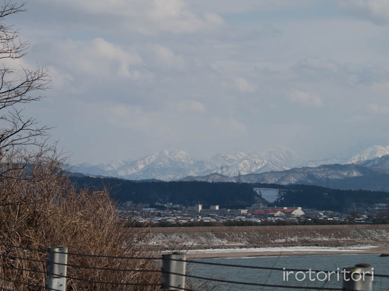 笹川流れ　ウミネコ　　2012/03/15_d0146592_0304453.jpg