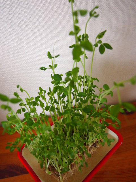 a0196698_1914943.jpg
