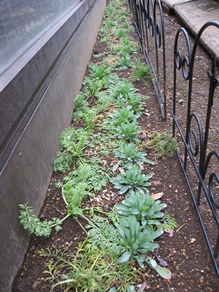 c0117898_17293739.jpg