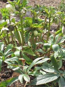 c0117898_17313439.jpg