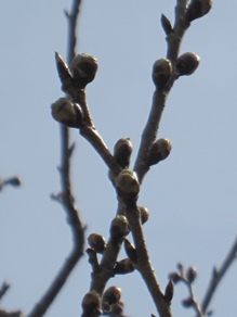 c0117898_17322530.jpg