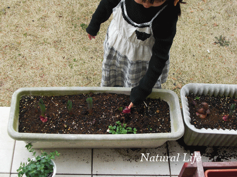 b0162000_226714.gif