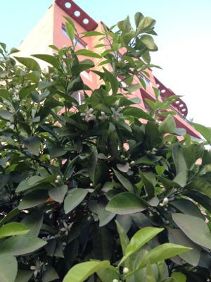 春♪_e0157800_681098.jpg