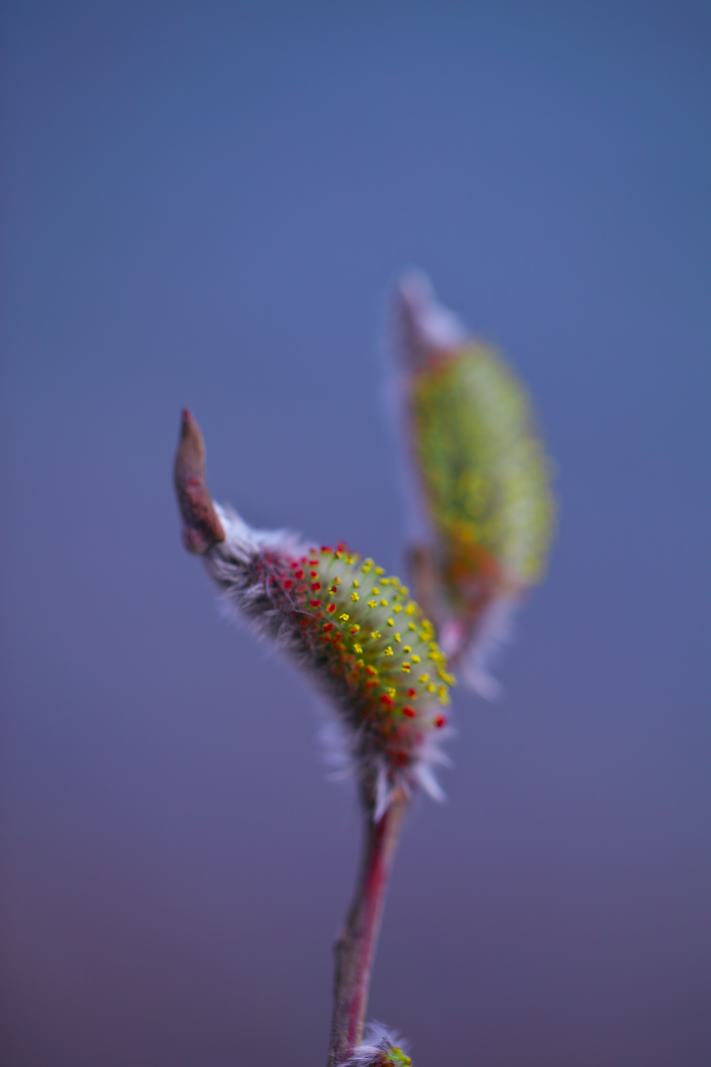 長良川で見つけたネコヤナギの花をアップします。_f0000502_97734.jpg