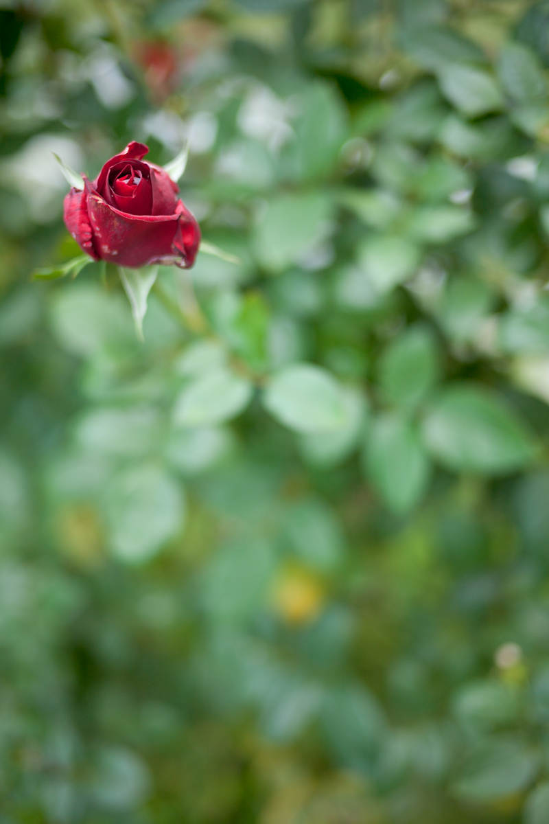【作例大放出】VOIGTLANDER ULTRON 40mm F2 SL II ASPHERICAL_b0213320_1553129.jpg