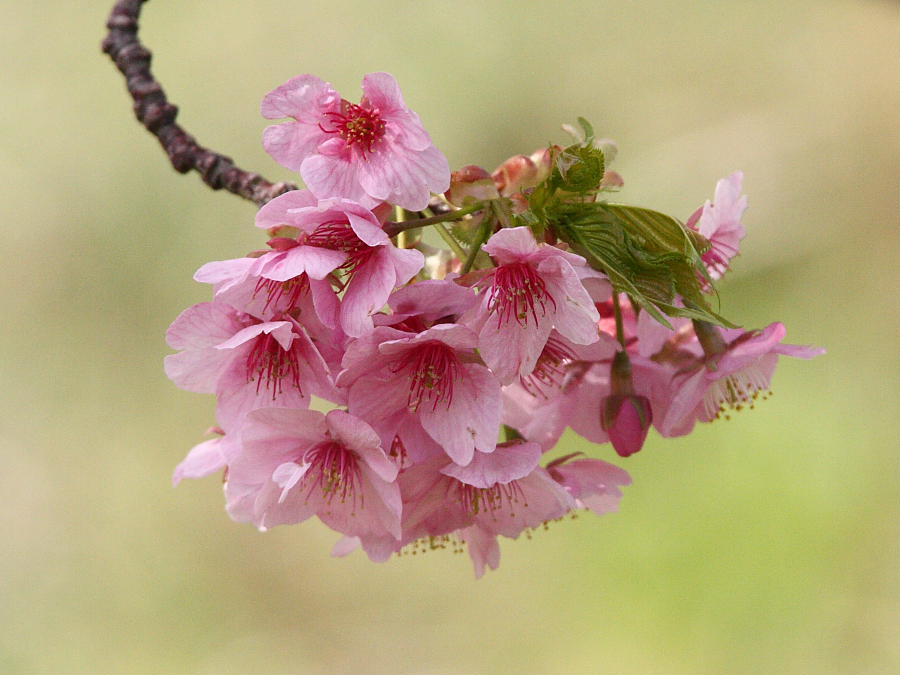 河津桜_c0208924_22241756.jpg