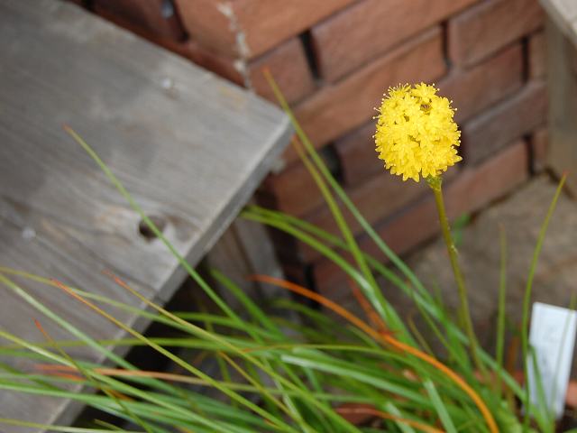 ブルビネラ フロリブンダ 花の仲間調べ