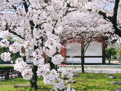 願わくは花の下にて春死なん その如月の望月のころ 週末が待ち遠しい