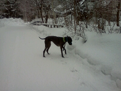 痩せて困っちゃう犬の食事_c0169849_15244040.jpg