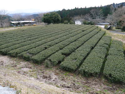 FLC日記 赤星さんちのお茶_a0254656_1095034.jpg