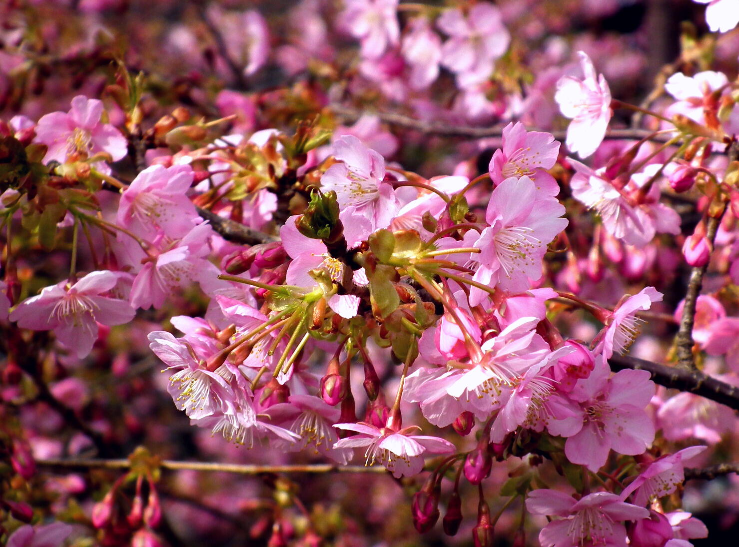 咲き進む春…河津桜_e0064158_23382027.jpg