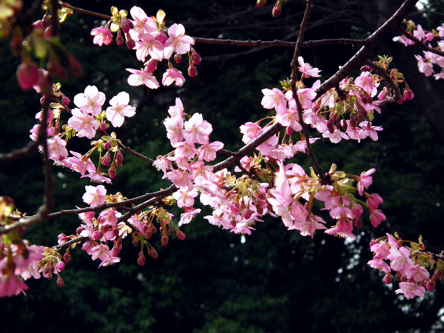 咲き進む春…河津桜_e0064158_23391065.jpg