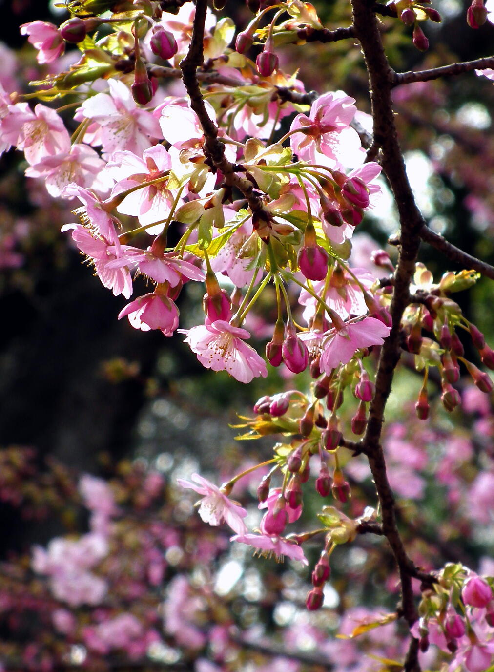 咲き進む春…河津桜_e0064158_23392470.jpg