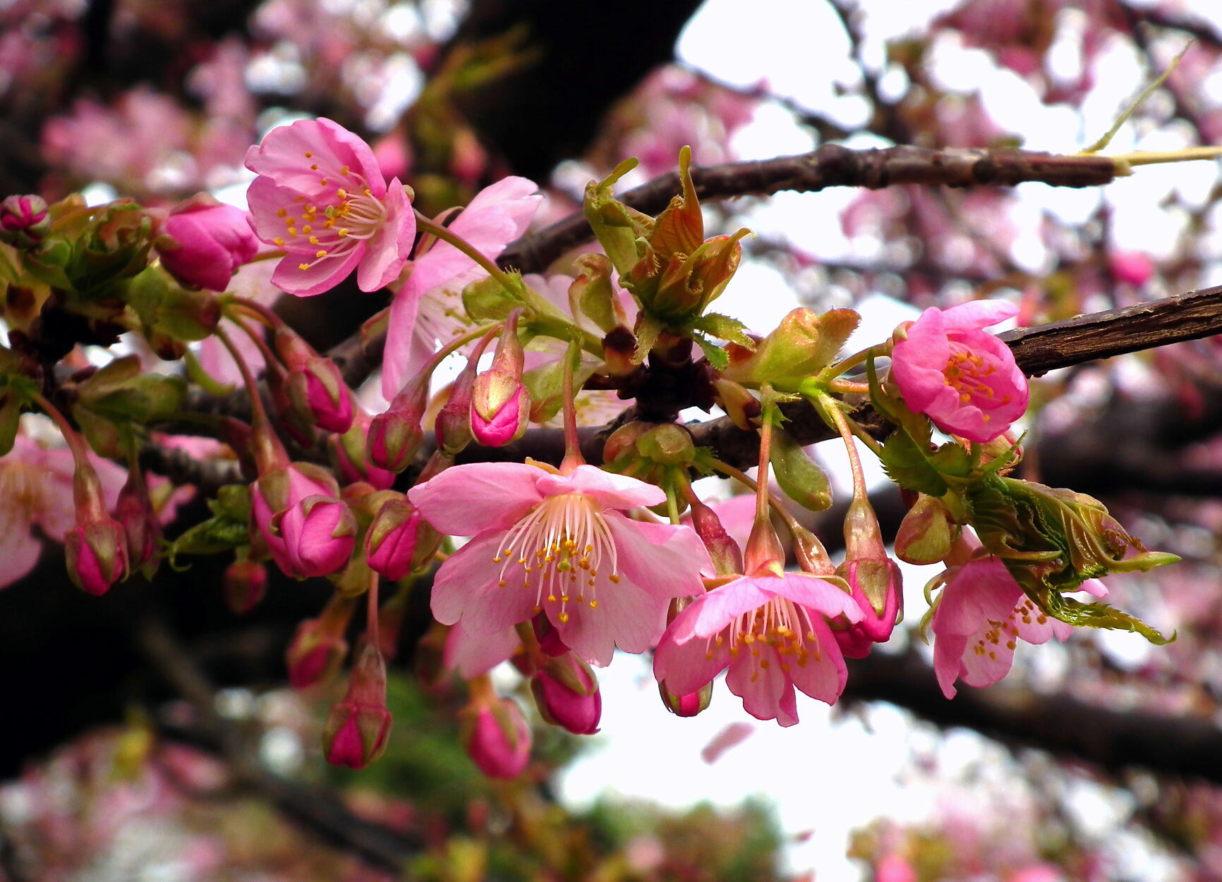 咲き進む春…河津桜_e0064158_23402483.jpg