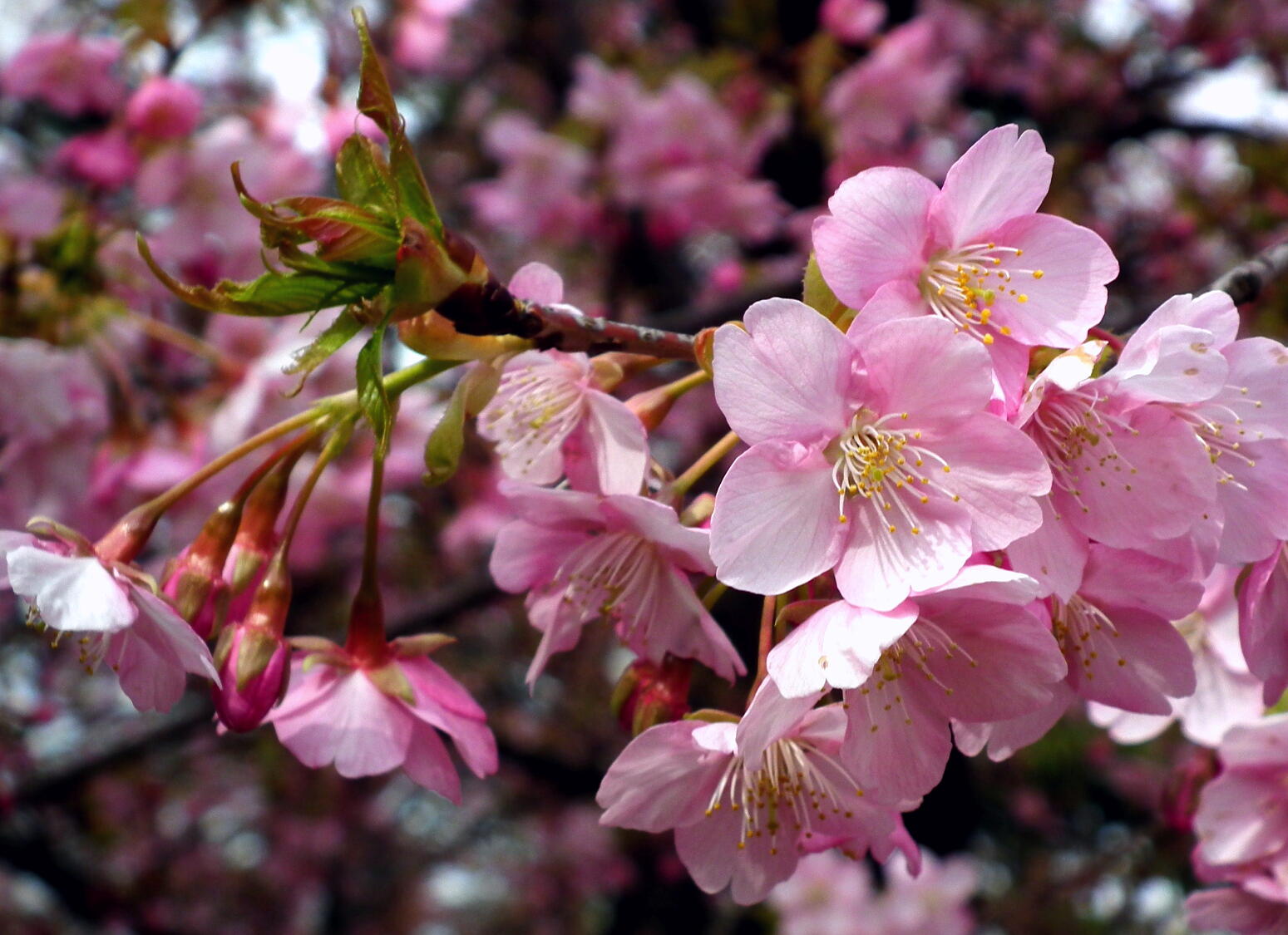 咲き進む春…河津桜_e0064158_23405633.jpg