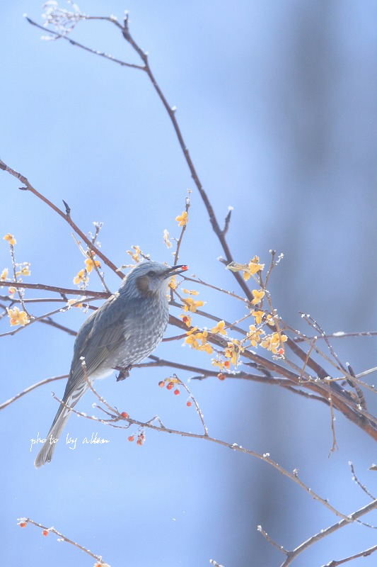 ヤマセミ君あんど白鳥より～_a0039860_20125146.jpg