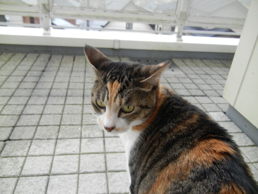 2012年3月17日(土)雨の日の愛ちゃんと心ちゃん劇場!_f0060461_12582486.jpg