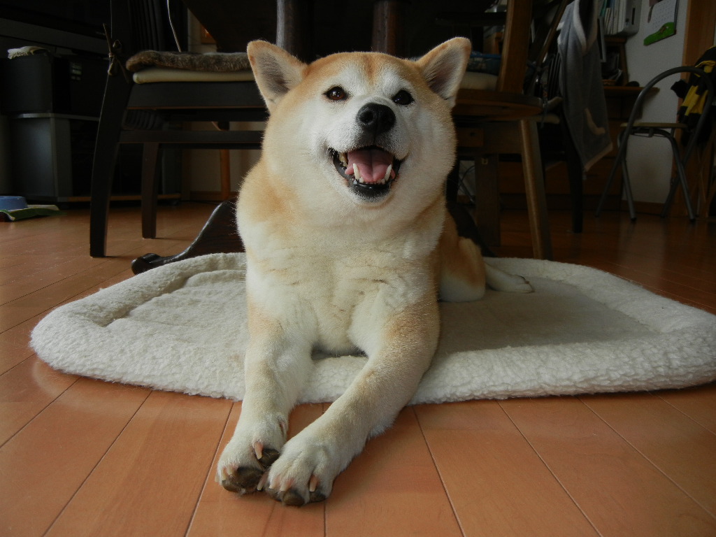 2012年3月17日(土)雨の日の愛ちゃんと心ちゃん劇場!_f0060461_13125038.jpg