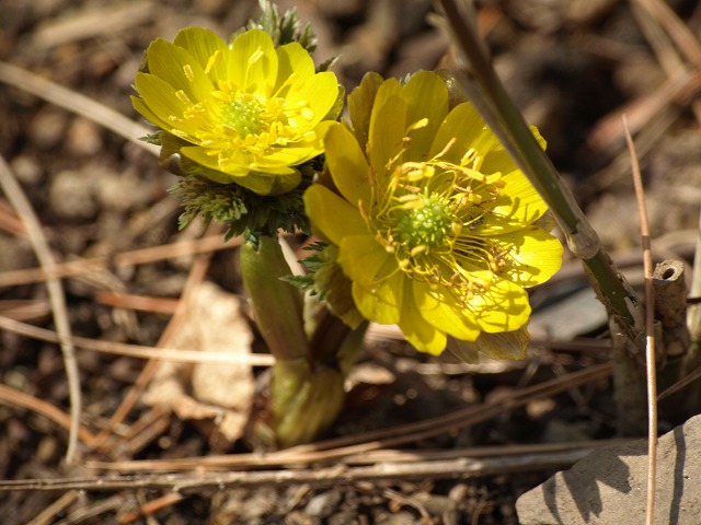d0054276_20282834.jpg