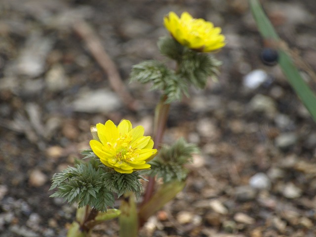 d0054276_20292227.jpg