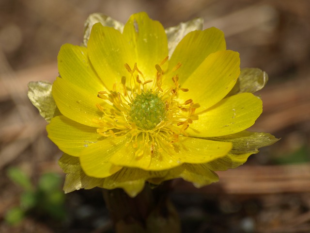 d0054276_20293220.jpg