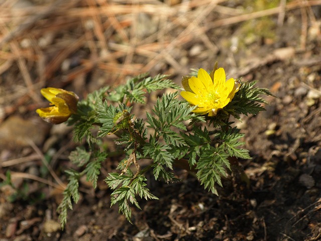 d0054276_20294553.jpg