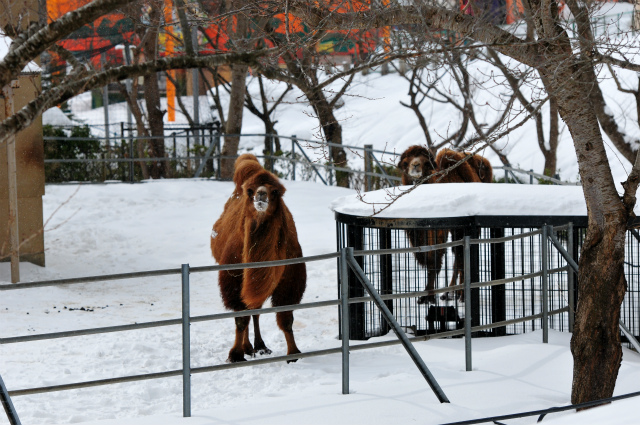 雪の動物園２０１２ 開園！！_b0145677_9554911.jpg