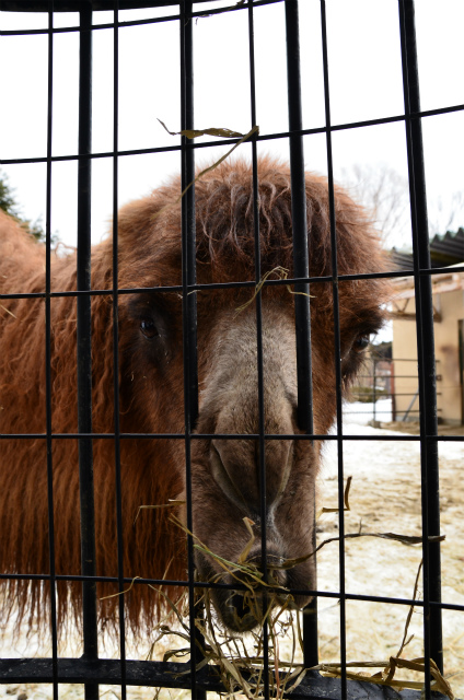 雪の動物園２０１２ 開園！！_b0145677_956511.jpg