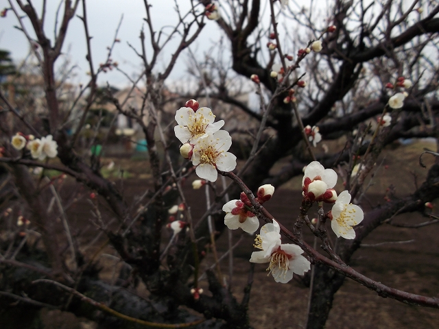 梅の開花_c0212083_17324156.jpg