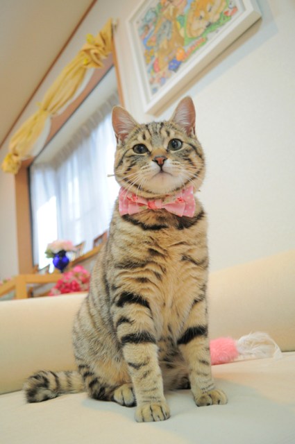 オシャレしてみました!_a0126590_13195188.jpg