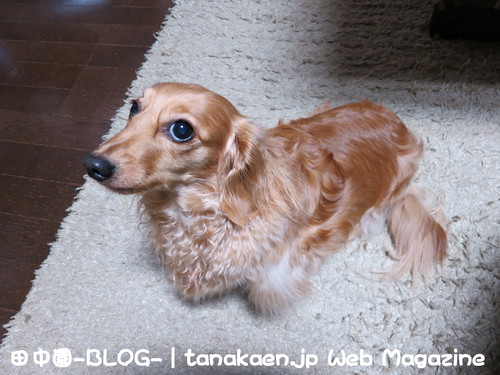 台湾料理 【 鴻福 】 食べログ 戸塚安行 東川口_b0200291_2233737.jpg