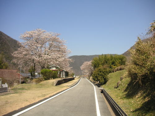 桜の季節_d0115997_22151235.jpg